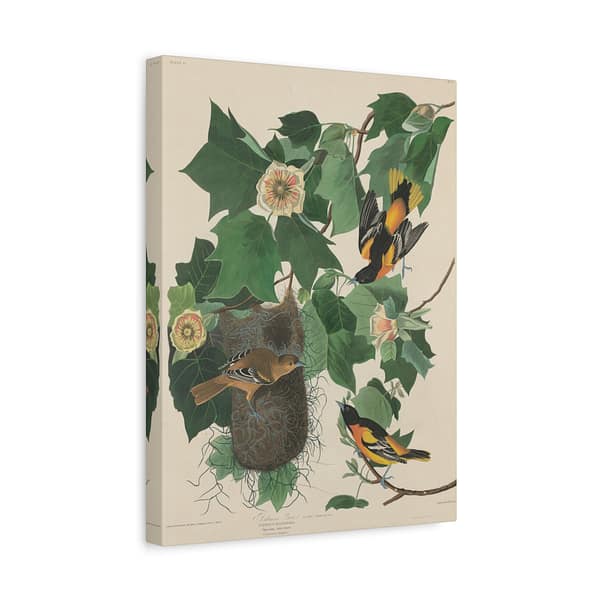 5117086984170726335_2048-1.jpeg Baltimore Oriole, Birds of America – John James Audubon (1827) – Natural History Canvas Print