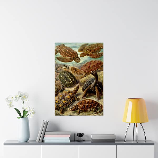 5139728564337806898_2048-1.jpeg Sea Turtles & Tortoises (Chelonia), Kunstformen der Natur – Ernst Haeckel (1904) – Natural History Poster Print