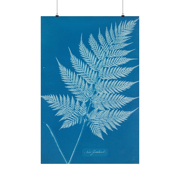 5555766489742150438_2048-1.jpeg New Zealand Cyanotype – Anna Atkins (c. 1853-54) – Botanical Poster Print