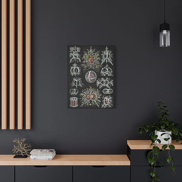 5556166804659712774_2048-1.jpeg Radiolaria, Stephoidea – Kunstformen der Natur, plate 71 – Ernst Haeckel (1904) – Natural History Canvas Print