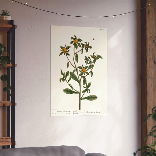 5694772739913229402_2048-1.jpeg Spiny Starwort (Pallenis spinosa), A Curious Herbal – Elizabeth Blackwell (1739) – Botanical Poster Print