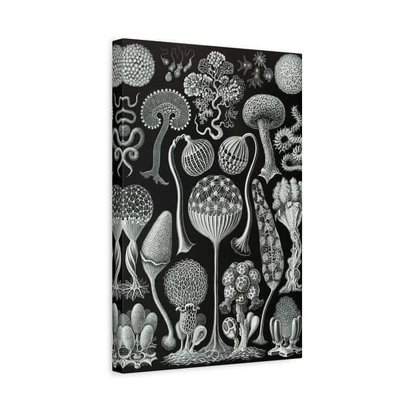 5852940506673686687_2048-1.jpeg Mycetozoa, Kunstformen der Natur, plate 93 – Ernst Haeckel (1904) – Natural History Canvas Print