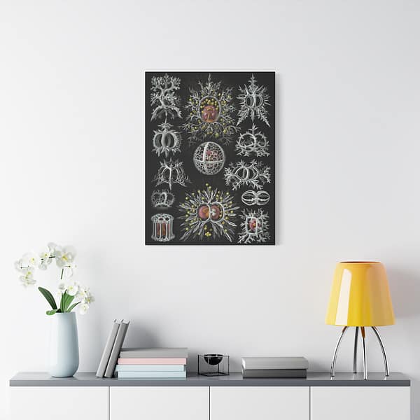 6156093229974540011_2048-1.jpeg Radiolaria, Stephoidea – Kunstformen der Natur, plate 71 – Ernst Haeckel (1904) – Natural History Canvas Print
