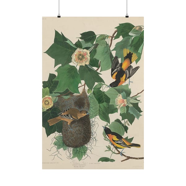 6464204929260362714_2048-1.jpeg Baltimore Oriole, Birds of America – John James Audubon (1827) – Natural History Poster Print