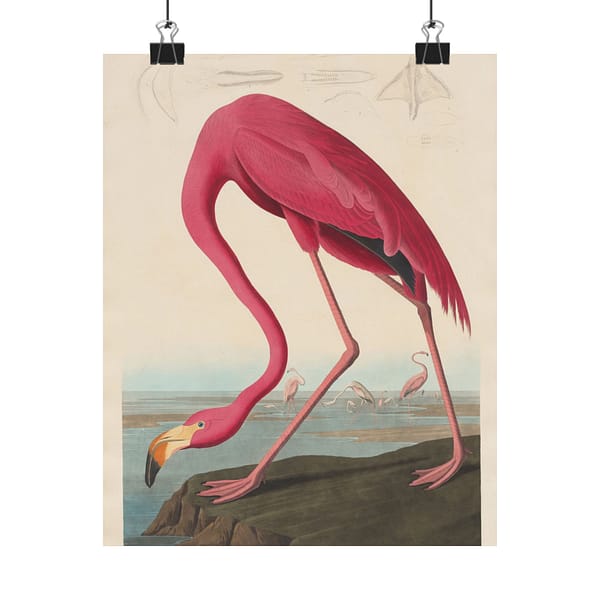 6501751040262350712_2048-1.jpeg American Flamingo, Birds of America – John James Audubon (1838) – Natural History Poster Print