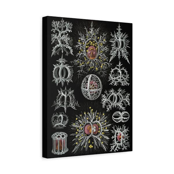6764389996487335740_2048-1.jpeg Radiolaria, Stephoidea – Kunstformen der Natur, plate 71 – Ernst Haeckel (1904) – Natural History Canvas Print