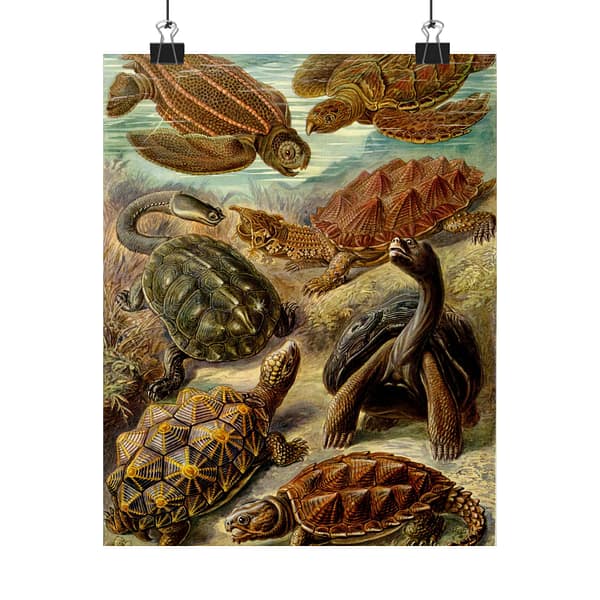 67954055542700173_2048-1.jpeg Sea Turtles & Tortoises (Chelonia), Kunstformen der Natur – Ernst Haeckel (1904) – Natural History Poster Print