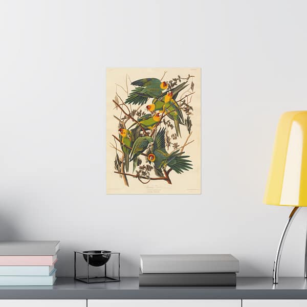 6871659317136145576_2048-1.jpeg Carolina Parakeet, Birds of America – John James Audubon (1828) – Natural History Poster Print