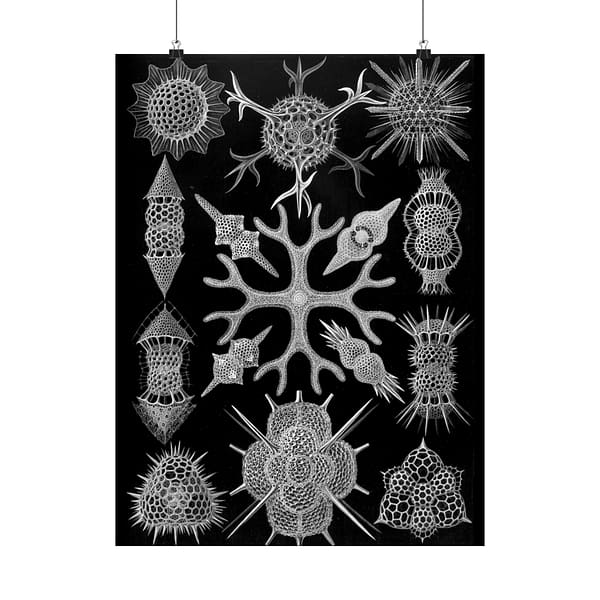 6953847892069210741_2048-1.jpeg Ernst Haeckel - Spumellaria, Kunstformen der Natur, plate 91 (1904) - Zoology Poster Print, Natural History Wall Art, Oceanography Decor