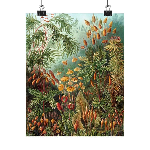 7163633268828007262_2048-1.jpeg Mosses (Muscinae), Kunstformen der Natur – Ernst Haeckel (1904) – Botanical Poster Print