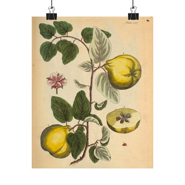 7509915360186565509_2048-1.jpeg Quinces (Cydonea, or Mala cotonea major), A Curious Herbal – Elizabeth Blackwell (1737) – Botanical Poster Print