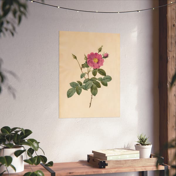 7586195952011069055_2048-1.jpeg Cabbage Rose (Rosa Centifolia Simplex) – Pierre-Joseph Redouté (c. 1817-24) – Botanical Poster Print