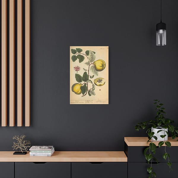 7745962429292279528_2048-1.jpeg Elizabeth Blackwell - Quinces (Cydonea, or Mala cotonea major) - A Curious Herbal (1737) - Botanical Canvas Wall Art, Natural History Print