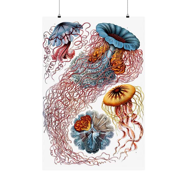 7959839195509928898_2048-1.jpeg Jellyfish (Discomedusae), Kunstformen der Natur – Ernst Haeckel (1904) – Natural History Poster Print