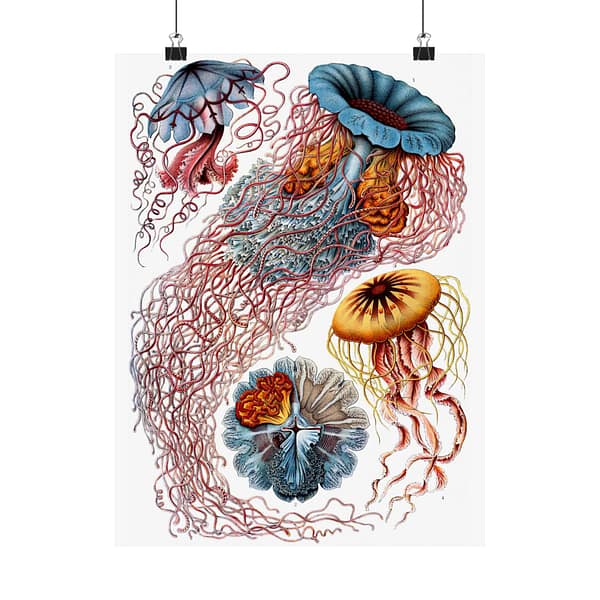 8254412314630874574_2048-1.jpeg Jellyfish (Discomedusae), Kunstformen der Natur – Ernst Haeckel (1904) – Natural History Poster Print