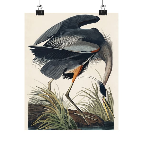 8275294230235747278_2048-1.jpeg Great Blue Heron, Birds of America – John James Audubon (1834) – Natural History Poster Print