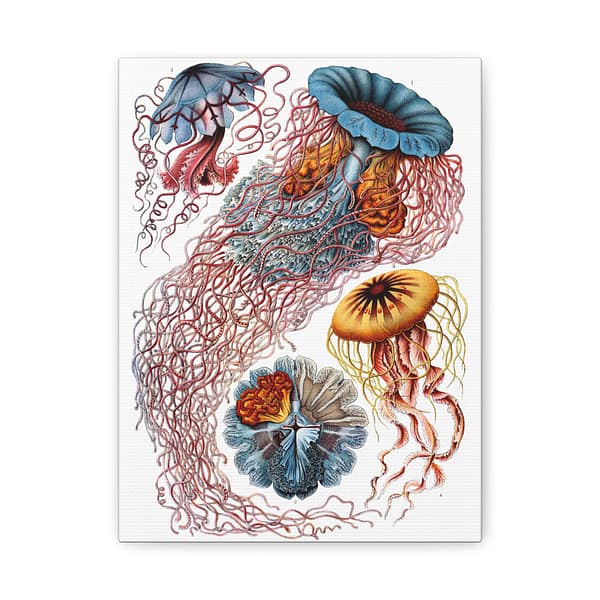 8416446936576862084_2048-1.jpeg Jellyfish (Discomedusae), Kunstformen der Natur – Ernst Haeckel (1904) – Natural History Canvas Print