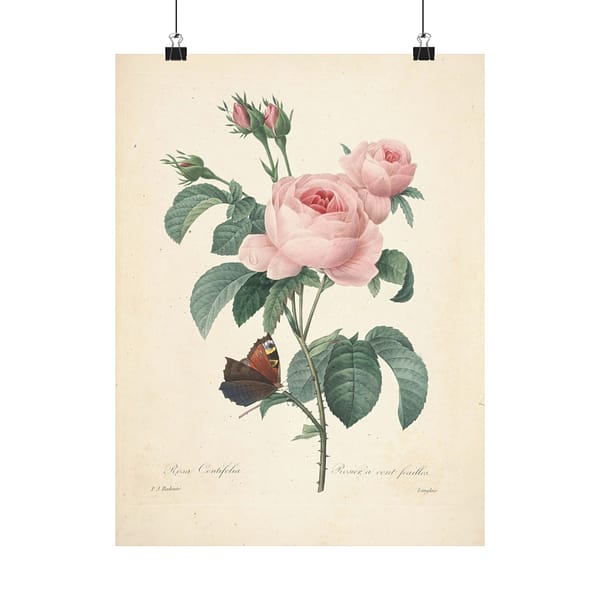8422647624263456542_2048-1.jpeg Rosa Centifolia (Rosier à cent feuilles) – Pierre-Joseph Redouté (c. 1817-24) – Botanical Poster Print