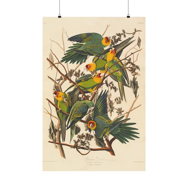 8437182946242253674_2048-1.jpeg Carolina Parakeet, Birds of America – John James Audubon (1828) – Natural History Poster Print