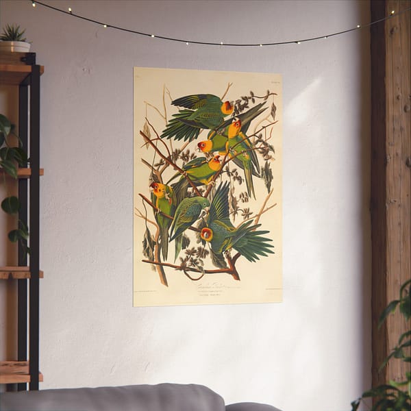 8603865282046323565_2048-1.jpeg Carolina Parakeet, Birds of America – John James Audubon (1828) – Natural History Poster Print
