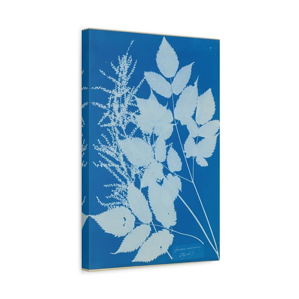 8620589890190791195_2048-1.jpeg Spiraea aruncus (Tyrol) Cyanotype – Anna Atkins (c. 1851-54) – Botanical Canvas Print
