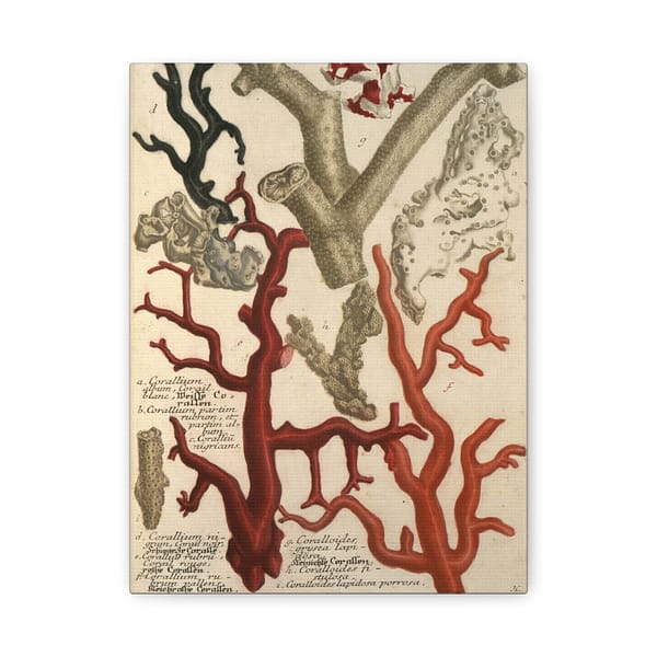 8693455093270364722_2048-1.jpeg Phytanthoza iconographia, Vol. 2, plate 426 – Johann Wilhelm Weinmann (1739) – Natural History Canvas Print