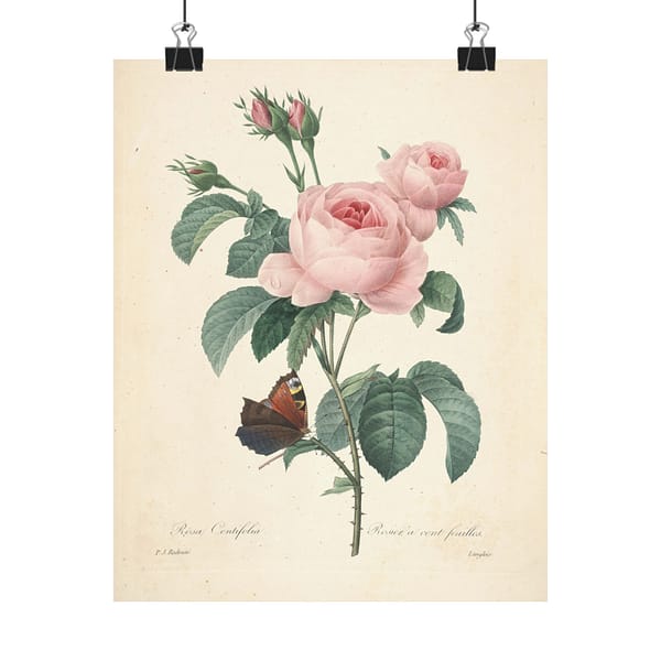 875366782418892497_2048-1.jpeg Rosa Centifolia (Rosier à cent feuilles) – Pierre-Joseph Redouté (c. 1817-24) – Botanical Poster Print