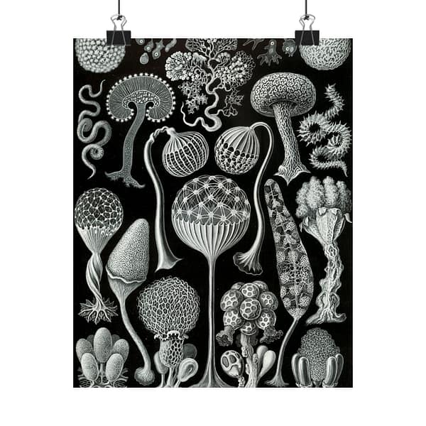 8844217818606615318_2048-1.jpeg Mycetozoa, Kunstformen der Natur, plate 93 – Ernst Haeckel (1904) – Natural History Poster Print