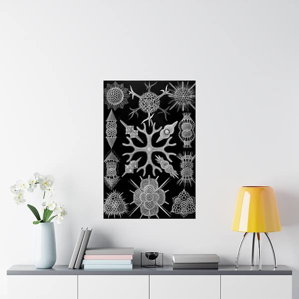 8899518803343677128_2048-1.jpeg Ernst Haeckel - Spumellaria, Kunstformen der Natur, plate 91 (1904) - Zoology Poster Print, Natural History Wall Art, Oceanography Decor