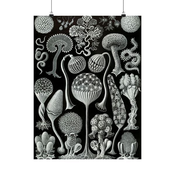 8981530968090405779_2048-1.jpeg Mycetozoa, Kunstformen der Natur, plate 93 – Ernst Haeckel (1904) – Natural History Poster Print