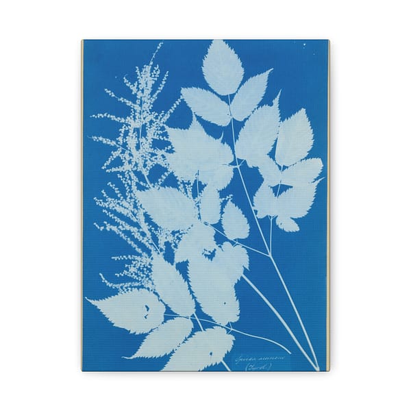 903091022466697940_2048-1.jpeg Spiraea aruncus (Tyrol) Cyanotype – Anna Atkins (c. 1851-54) – Botanical Canvas Print