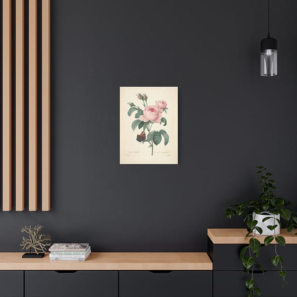 9326337381061381722_2048-1.jpeg Rosa Centifolia (Rosier à cent feuilles) – Pierre-Joseph Redouté (c. 1817-24) – Botanical Canvas Print