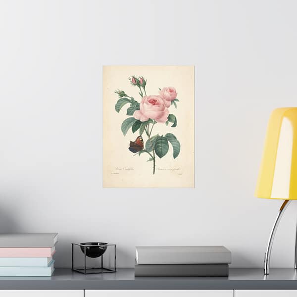 9543844599433996927_2048-1.jpeg Rosa Centifolia (Rosier à cent feuilles) – Pierre-Joseph Redouté (c. 1817-24) – Botanical Poster Print