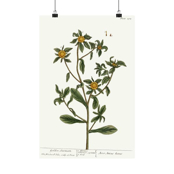 9802454111979915706_2048-1.jpeg Spiny Starwort (Pallenis spinosa), A Curious Herbal – Elizabeth Blackwell (1739) – Botanical Poster Print