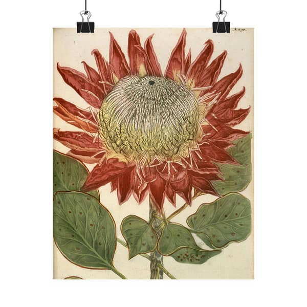 9840352515965221914_2048-1.jpeg Phytanthoza iconographia, Vol. 4, plate 892 – Johann Wilhelm Weinmann (1745) – Botanical Poster Print