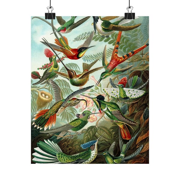 9870119247241876318_2048-1.jpeg Hummingbirds (Trochilidae), Kunstformen der Natur – Ernst Haeckel (1904) – Natural History Poster Print