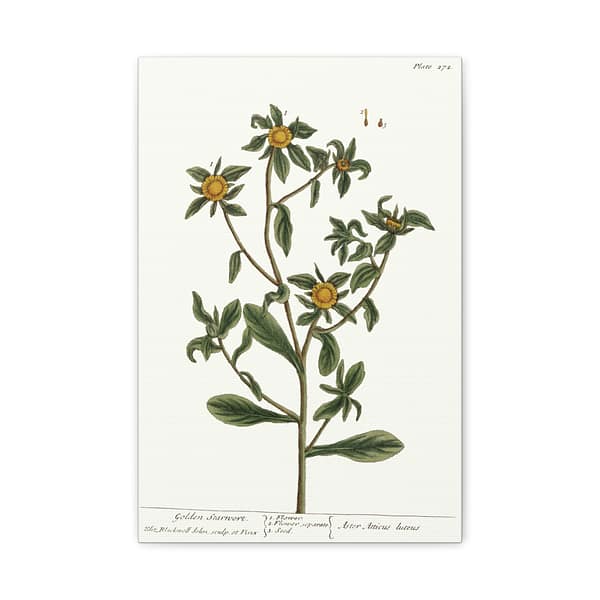 9881237304609771216_2048-1.jpeg Spiny Starwort (Pallenis spinosa), A Curious Herbal – Elizabeth Blackwell (1739) – Botanical Canvas Print