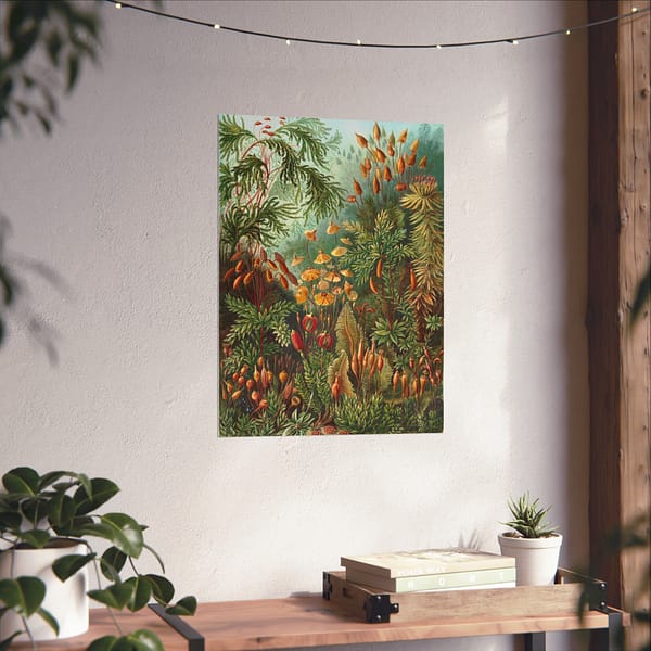 9991483357988283582_2048-1.jpeg Mosses (Muscinae), Kunstformen der Natur – Ernst Haeckel (1904) – Botanical Poster Print