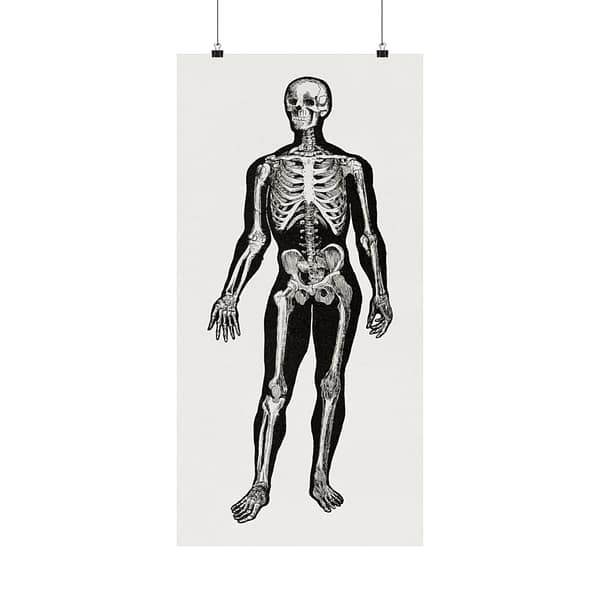 15988467921401982487_2048.jpeg Anatomy, Physiology and Hygiene - Human Skeleton Anatomy Lithograph - Henry Fox Hewes (1900) - Vintage Art Poster Print