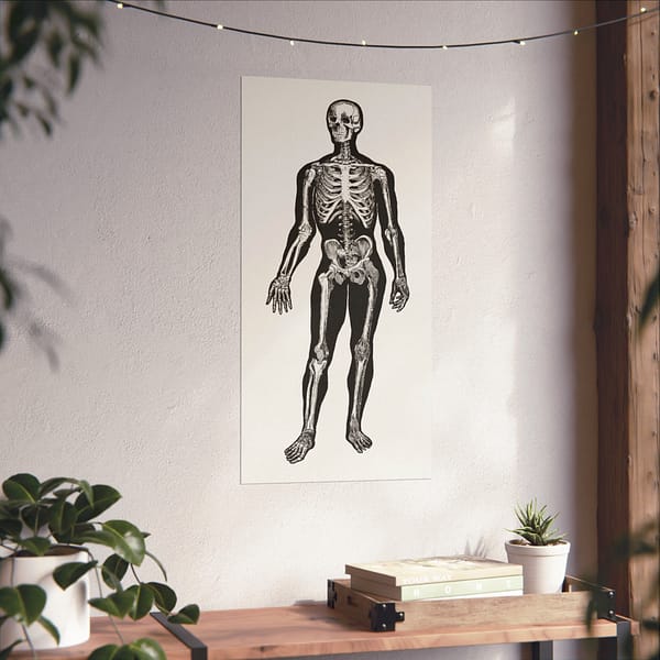 1599530883258182226_2048.jpeg Anatomy, Physiology and Hygiene - Human Skeleton Anatomy Lithograph - Henry Fox Hewes (1900) - Vintage Art Poster Print