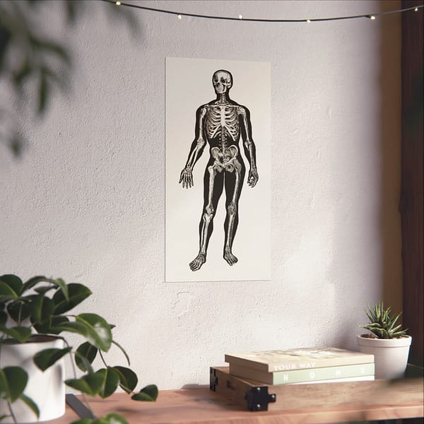 4732024033134251717_2048.jpeg Anatomy, Physiology and Hygiene - Human Skeleton Anatomy Lithograph - Henry Fox Hewes (1900) - Vintage Art Poster Print