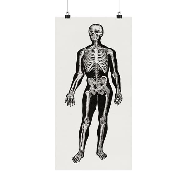 5485291953798291789_2048.jpeg Anatomy, Physiology and Hygiene - Human Skeleton Anatomy Lithograph - Henry Fox Hewes (1900) - Vintage Art Poster Print
