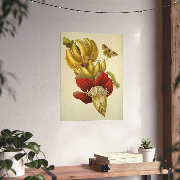 10016000989469747464_2048.jpeg Banana Flower and Fruit, Metamorphosis Insectorum Surinamensium – Maria Sibylla Merian (1705) – Botanical Poster Print