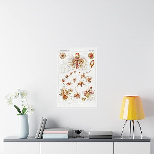 10290552119647600079_2048.jpeg Siphonophorae, Kunstformen der Natur, plate 7 – Ernst Haeckel (1904) – Natural History Poster Print