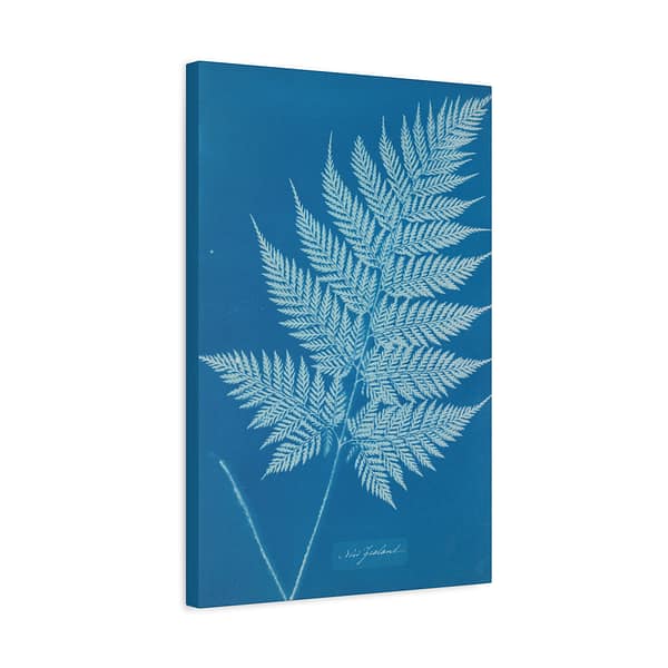 10337487674990983693_2048.jpeg New Zealand Fern Cyanotype – Anna Atkins (c. 1853-54) – Botanical Canvas Print