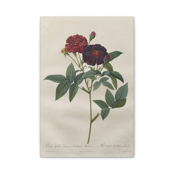 10446619219881606872_2048.jpeg Rosa Gallica Purpurea Velutina Parva (Rosier de Van-Eeden) – Pierre-Joseph Redouté (c. 1817-24) – Botanical Canvas Print
