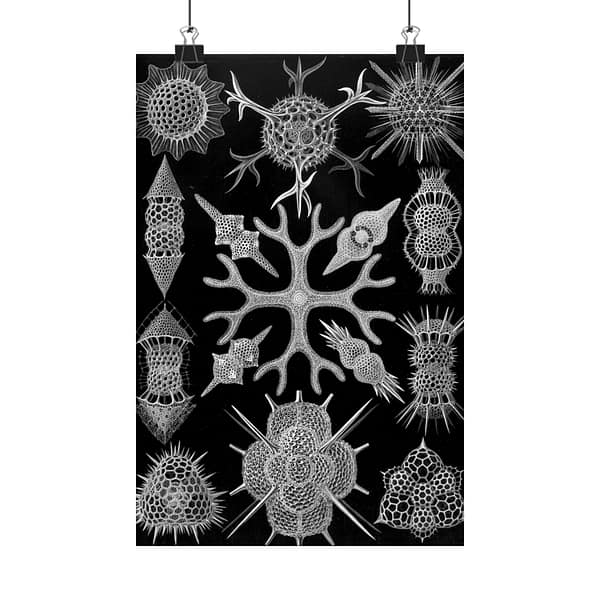 10490718846555443151_2048.jpeg Ernst Haeckel - Spumellaria, Kunstformen der Natur, plate 91 (1904) - Zoology Poster Print, Natural History Wall Art, Oceanography Decor