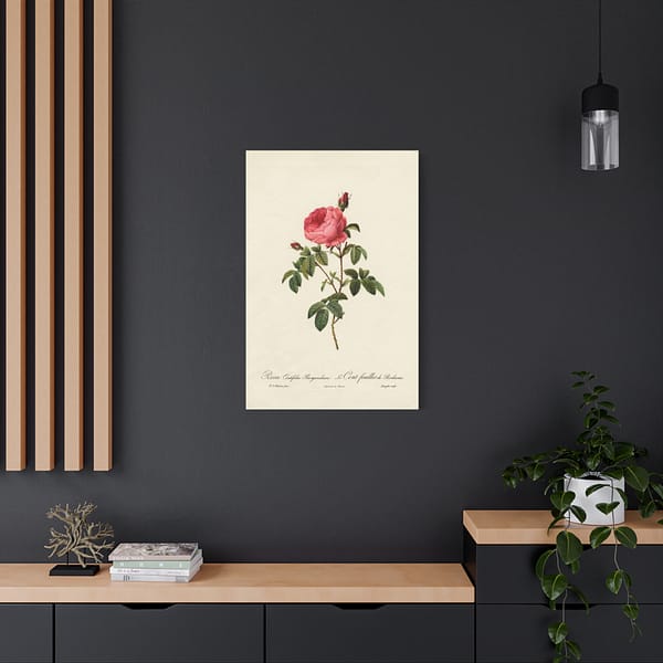 10508481101240669742_2048.jpeg Rosa Centifolia Burgundiaca (le Cent-feuilles de Bordeaux) – Pierre-Joseph Redouté (c. 1817-24) – Botanical Canvas Print