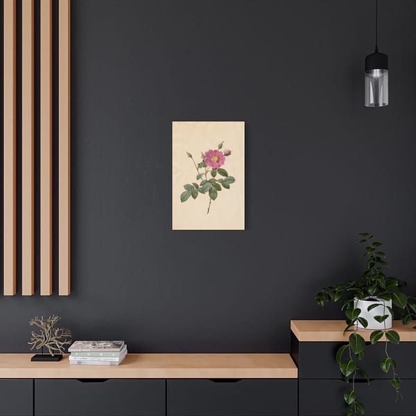 10579178691178957669_2048.jpeg Cabbage Rose (Rosa Centifolia Simplex) – Pierre-Joseph Redouté (c. 1817-24) – Botanical Canvas Print