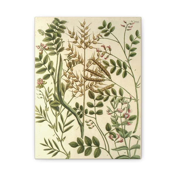 1072131250164563555_2048.jpeg Phytanthoza iconographia, Vol. 3, plate 775 – Johann Wilhelm Weinmann (1742) – Botanical Canvas Print